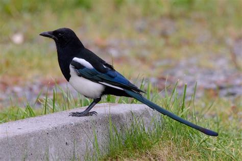 20 Black and White Birds You Might See - Birds and Blooms