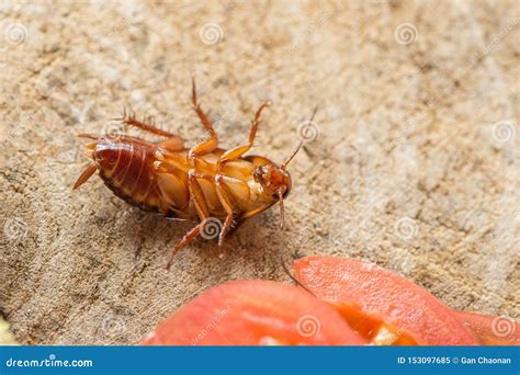 Dead Cockroach, the Problem in the House because of Cockroaches Living ...