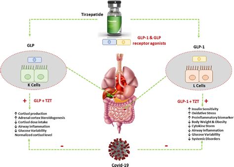 Possible mechanism of Tirzepatide in Covid-19 | Download Scientific Diagram