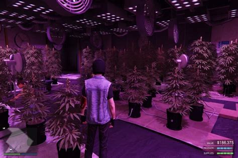 GTA Online Weed Farm: Best Payouts, Locations, & Upgrades