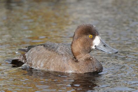 Tufted Duck, Greater Scaup and Lesser Scaup photo ID guide - BirdGuides