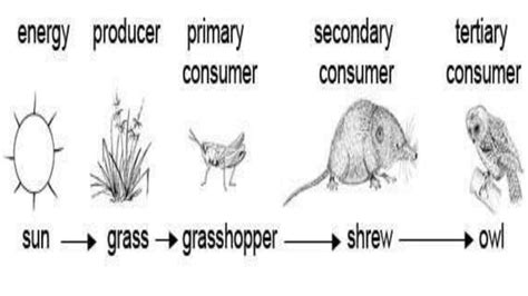 Food chain/food web/producers/carnivores/omnivores/decomposers/detritivores/examples of food ...