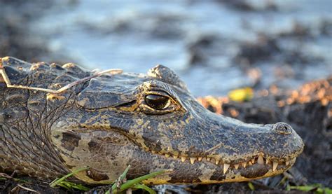 Yacare Caimans Brazil - Facts, Diet & Habitat Information