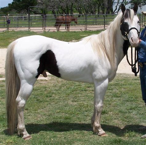 Tobiano/Overo Gelding For Sale | Horses, Horses for sale, Quarter horse