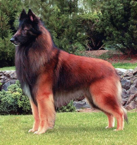 All Dog Breed Information: Belgian Tervuren