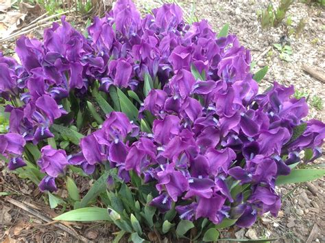 Dwarf iris | Dwarf iris, Plants, Iris