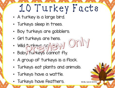 Daughters and Kindergarten: Ten Turkey Facts for Kids