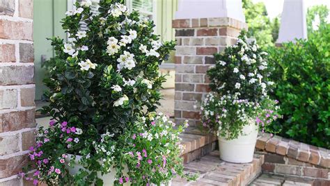 Diamond Spire® Gardenia - Southern Living Plants