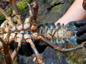 Tasmanian giant freshwater crayfish surveys - North Barker Ecosystem ...