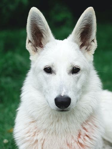 Adopt a Shepherd - White Paws German Shepherd Rescue