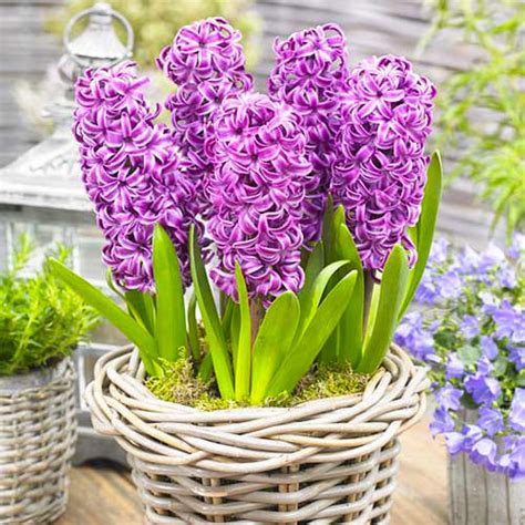 Purple Hyacinths (Bulbs, Seeds) for sale online directly from Holland