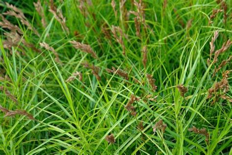 Carex muskingumensis (Palm Sedge)