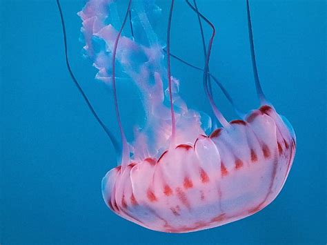 Purple-striped Jelly | Online Learning Center | Aquarium of the Pacific