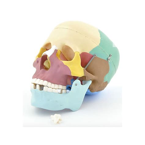 Anatomiemodel schedel - Schedel anatomie kopen - OMFT behandeling – Let ...