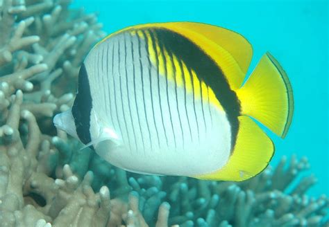 Great Barrier Reef Australia Lined Butterflyfish - 333 :: World All Details