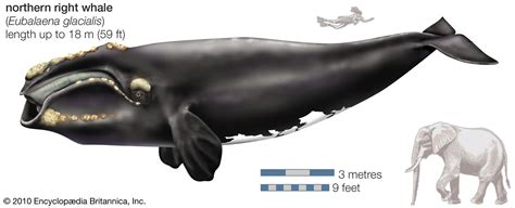 Right whale | Size, Diet, & Habitat | Britannica