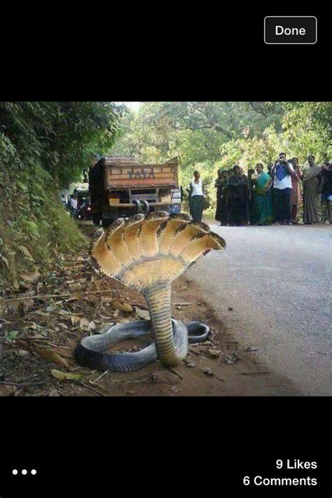 Snake with seven heads found in Honduras. | STUNNING | Pinterest ...