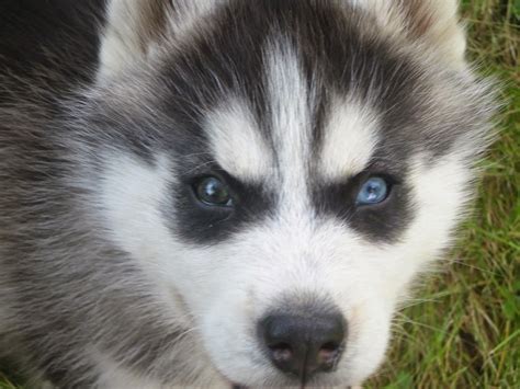 White Wolf : 15 Cute Husky Puppy Pictures Are Going To Make Your Day.