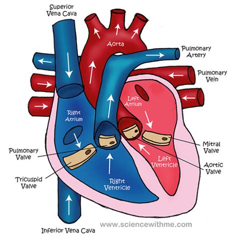 Heart Structure Diagram Labeled