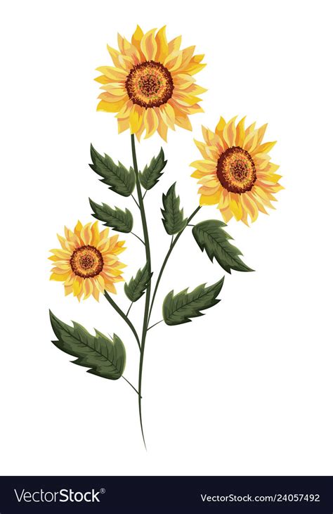 Spring sunflower drawing with leaves Royalty Free Vector