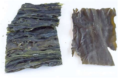 Dried Kelp (Dasima) Ingredient Info- Kimchimari