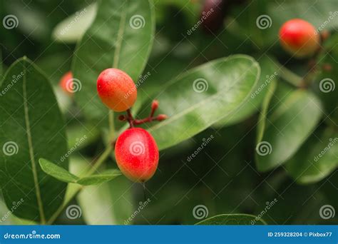 Karanda Fruit Blossom on Tree Stock Photo - Image of asia, fruits ...