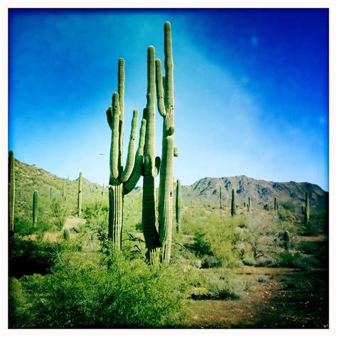 200+ year old Arizona Cactus | Flowers photography, Natural landmarks ...