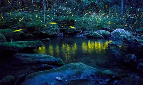 How fireflies are beautiful — and useful | Firefly, Light pollution, Klance