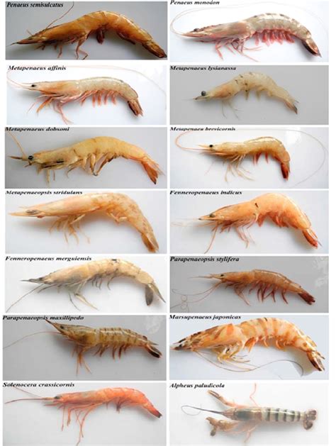 Photographs of fourteen marine shrimp species collected from the ...