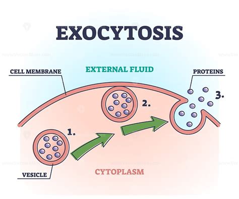 Exocytosis process explanation as proteins release mechanism outline diagram - VectorMine