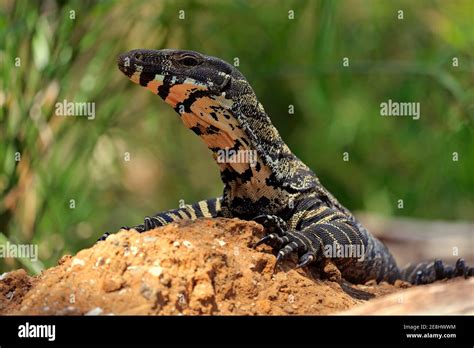 Lace monitor a Stock Photo - Alamy