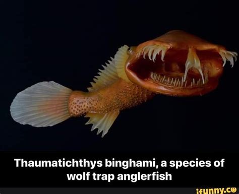 Thaumatichthys binghami, a species of wolf trap anglerfish ...