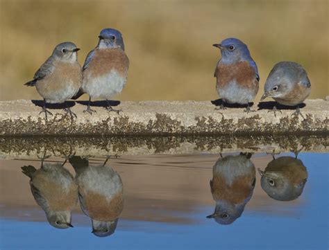 Western Bluebird | San Diego Bird Spot