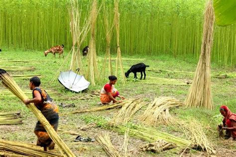 Jute farmers getting high prices this year - RMG Bangladesh