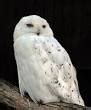 Snowy owl treated after bus injury in D.C. - The Animal Health Foundation | The Animal Health ...