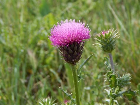 Flower Prairie Purple - Free photo on Pixabay - Pixabay