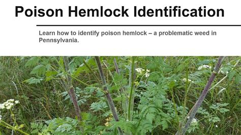 Poison Hemlock Identification - YouTube