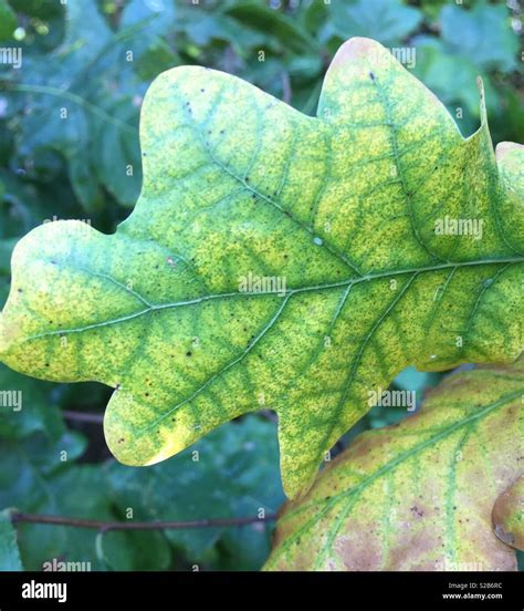 Dark green veins in a green oak leaf Stock Photo - Alamy