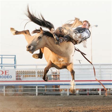 daily timewaster: That's one wild bronco