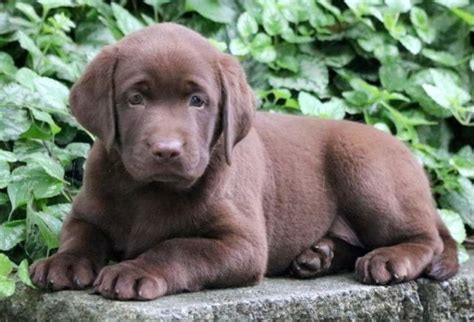 chocolate lab rescue colorado - Altagracia Lassiter