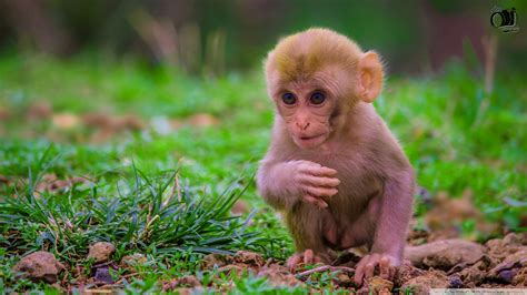 Baby Monkey Wallpaper Hd - 1366x768 Wallpaper - teahub.io