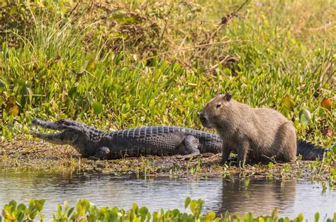 Do Alligators Eat Capybara? (Here's Why They Don't)