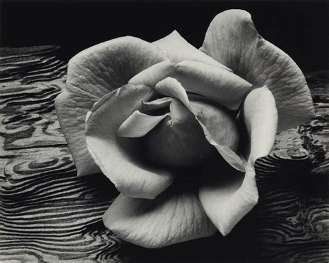 ANSEL ADAMS (1902-1984) , Rose and Driftwood, 1932 | Christie's