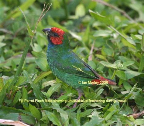 Fiji Parrotfinch - BirdForum Opus | BirdForum