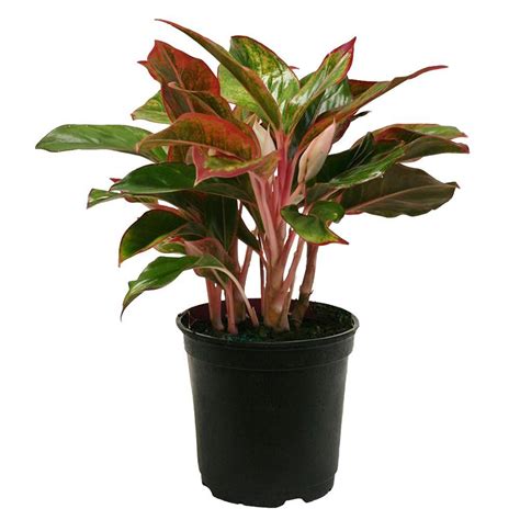 Delray Plants Aglaonema Creta in 6 in. Grower Pot-6AGCRETA - The Home Depot