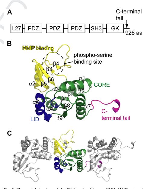 Figure 1 from Crystal structure of the guanylate kinase domain from discs large homolog 1 (DLG1 ...