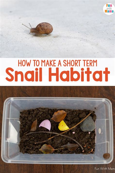 Snail Habitat - How to make a Snail Terrarium - Fun with Mama