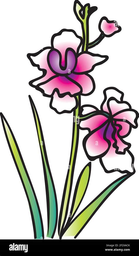 Singapore National Flower Orchid Stock Vector Image & Art - Alamy