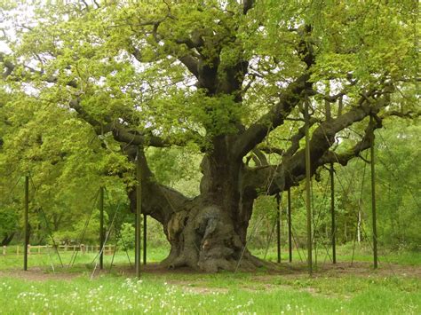 The Major Oak of Sherwood Forest (ep 12) - THIS OLD TREE