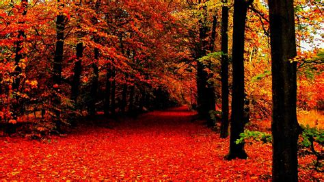 Tumblr Autumn Desktop Wallpapers - Top Free Tumblr Autumn Desktop Backgrounds - WallpaperAccess